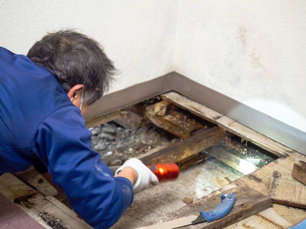 Best Mold Damage Repair  in West Middlesex, PA