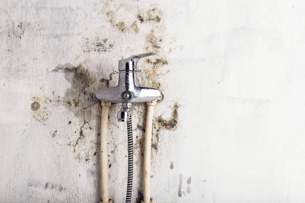 Best Home Mold Removal  in West Middlesex, PA