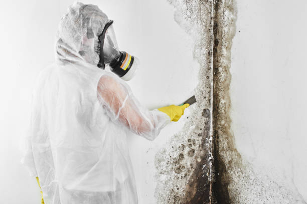 Home Mold Removal in West Middlesex, PA