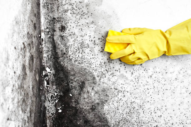 Best Mold Testing  in West Middlesex, PA