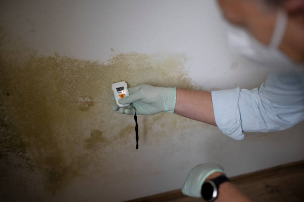 Best Affordable Mold Removal  in West Middlesex, PA