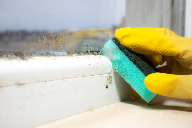 Best Office Mold Removal Services  in West Middlesex, PA