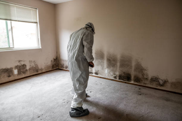 Best Toxic Mold Removal  in West Middlesex, PA